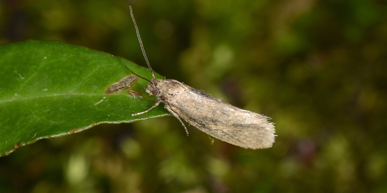 Eriocottidae? S, Eriocottis sp.